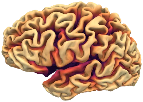 Sulcal depth on the left hemisphere, deep sulci dark