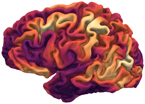 Cortical complexity (fractal dimension) on the left hemisphere