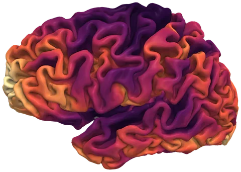 Gyrification on the left hemisphere