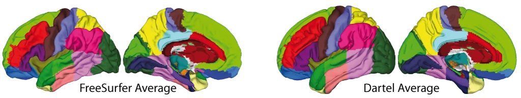 Hammers atlas shown on the FreeSurfer and Dartel average surfaces