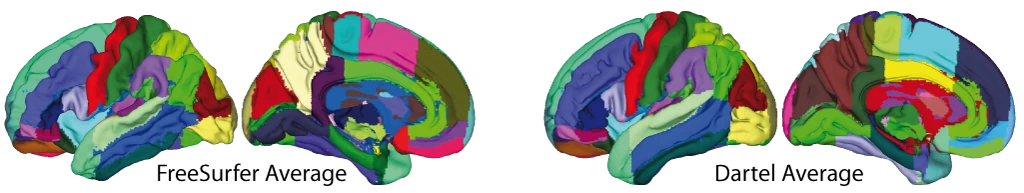 Neuromorphometrics atlas shown on the FreeSurfer and Dartel average surfaces