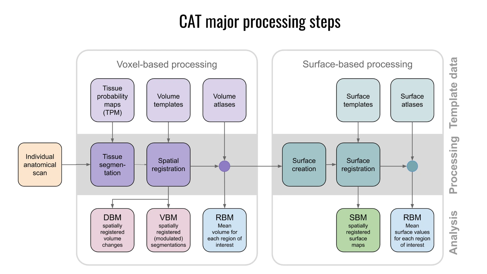 Diagram of CAT's major processing steps: voxel-based processing (tissue segmentation and spatial registration with tissue probability maps, volume templates and atlases) leads to DBM, VBM and ROI results; surface-based processing (surface creation and registration with surface templates and atlases) leads to SBM and surface ROI results