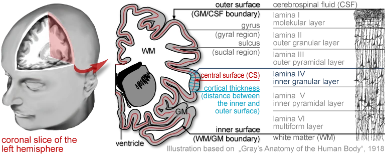 Brain with a coronal slice of the left hemisphere and a schematic of the cortex showing the outer, central and inner surface, cortical thickness and the cortical layers
